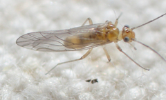 Cuneopalpus cyanops