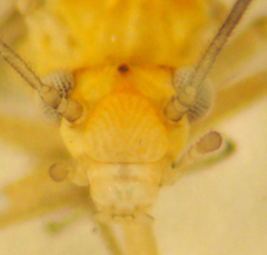 Cuneopalpus cyanops