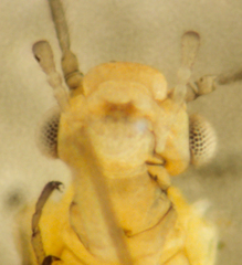 Cuneopalpus cyanops
