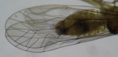 Cuneopalpus cyanops