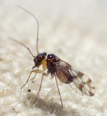 Propsocus pulchripennis