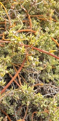 Cassytha melantha