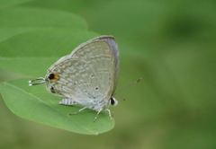 Catochrysops