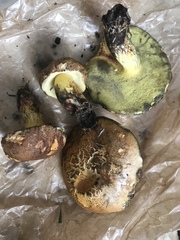Butyriboletus