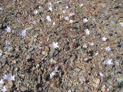 Wahlenbergia androsacea
