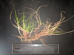 Carex tonsa rugosperma