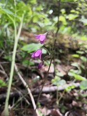 Primula matthioli