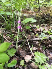 Primula matthioli
