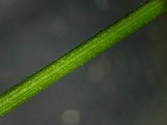 Carex lucorum