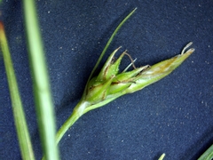 Carex tonsa rugosperma