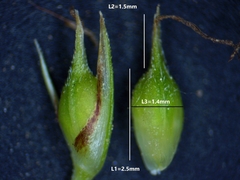 Carex tonsa rugosperma