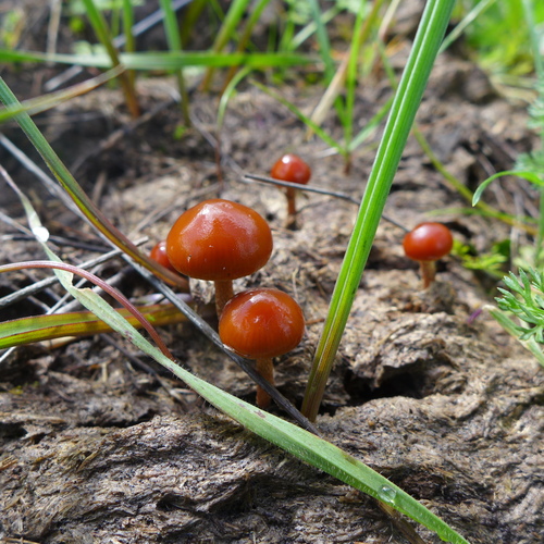 dung-loving Deconica