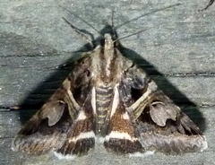 Drasteria grandirena