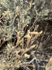 Astragalus remotus