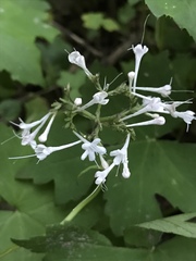 Valeriana pauciflora
