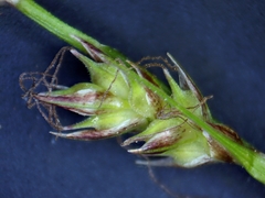 Carex lucorum