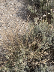 Astragalus remotus