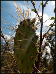 Opuntia triacanthos