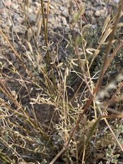 Astragalus remotus