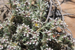 Paronychia albomarginata