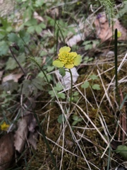 Chrysosplenium serreanum