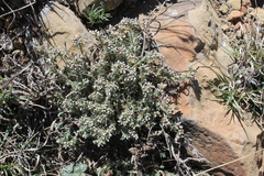 Paronychia albomarginata