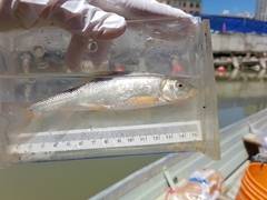 Catostomus macrocheilus