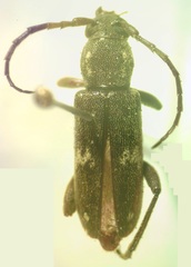 Anelaphus undulatus