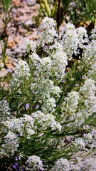 Lepidium fremontii
