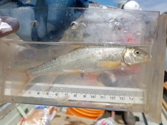 Catostomus macrocheilus