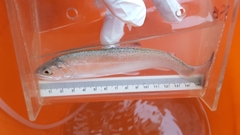 Oncorhynchus mykiss