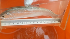 Oncorhynchus mykiss