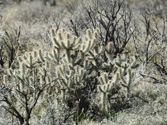 Cylindropuntia whipplei
