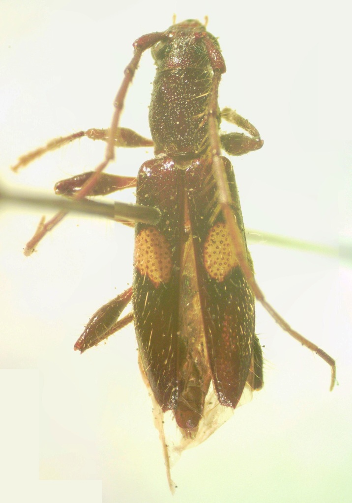 Micropsyrassa