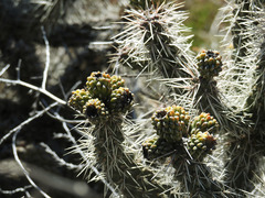 Cylindropuntia whipplei