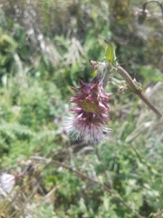 Cirsium fontinale obispoense