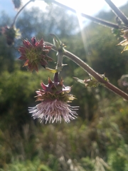 Cirsium fontinale obispoense