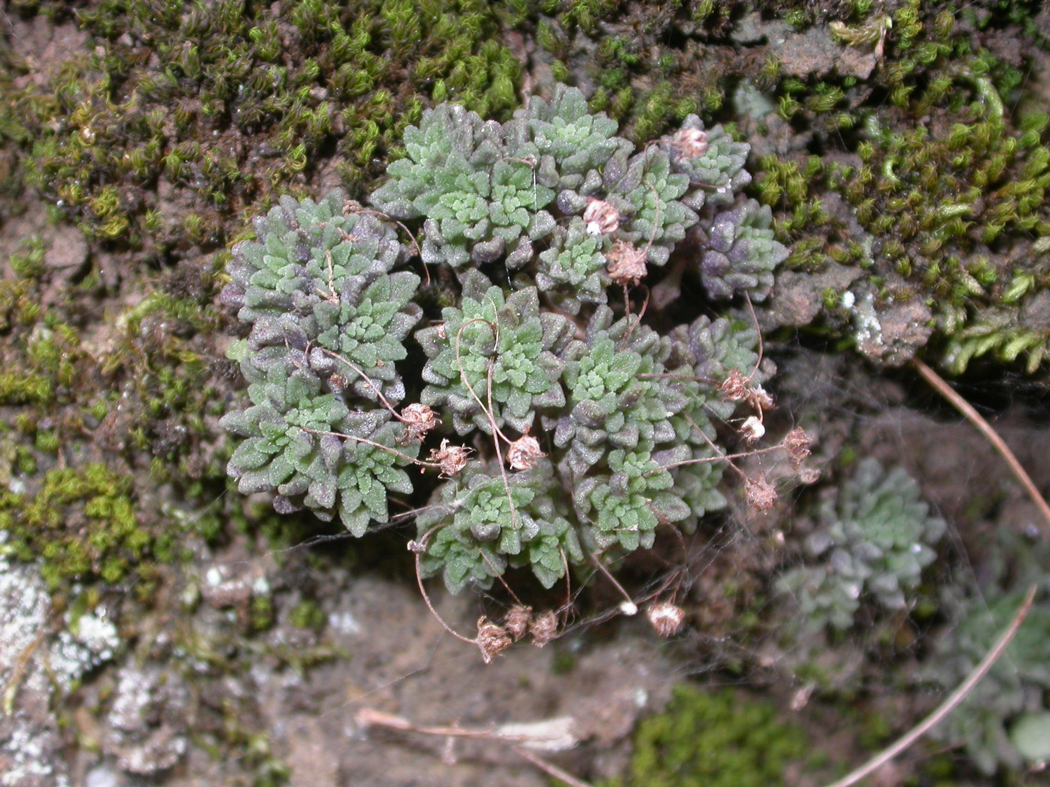 Pelotilla de muro