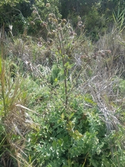 Cirsium fontinale obispoense
