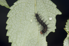 Symbrenthia lilaea formosanus