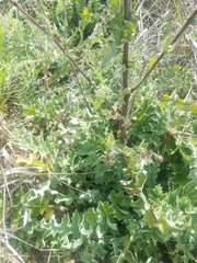 Cirsium fontinale obispoense