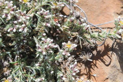 Paronychia albomarginata