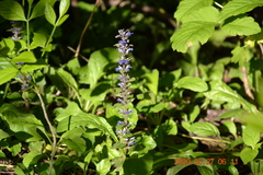Ajuga reptans
