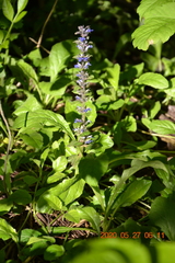 Ajuga reptans