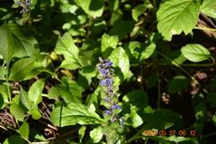 Ajuga reptans