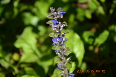 Ajuga reptans
