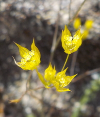 Bupleurum gracile