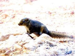 Sundasciurus everetti