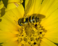 Sphaerophoria sulphuripes