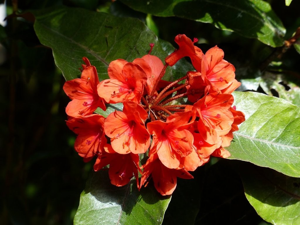 Rhododendron fallacinum